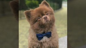 песня про собаку#детская песенка #собака барабака#поющая собачка#шпиц#