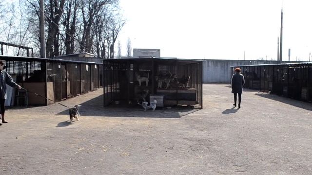 Поездка в Черкасский коммунальный приют 8.03.2015 г. смотреть онлайн