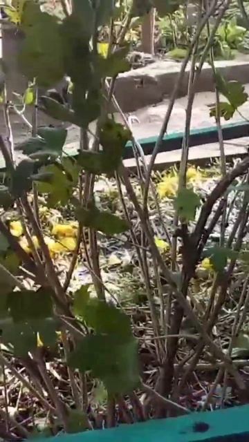 Осенняя обрезка крыжовника смотреть онлайн