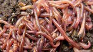 Пропаганда еды из червей в учебнике русского языка