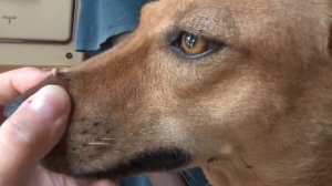 mango worms - remove monster mango worms from poor dog || mango worms removal