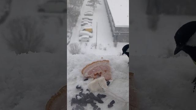 птичка смотреть онлайн