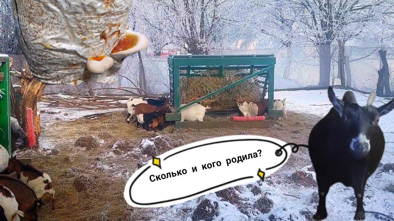 Камерунская 🐐 ОКОЗИЛАСЬ. Какой ВЕС новорожденных камерунских КОЗЛЯТ_  Выращиваю РЕЙШИ. Пришла ЗИМА🥶.