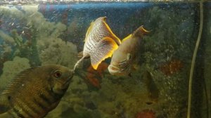 Акара бирюзовая 🐟🔥