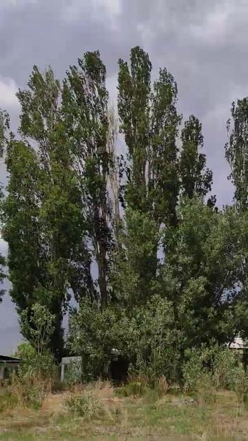 тополя на ветру шумят
