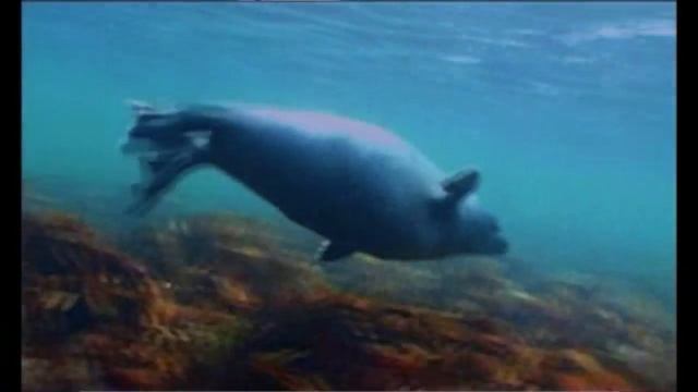 Selir in the 60´s смотреть онлайн