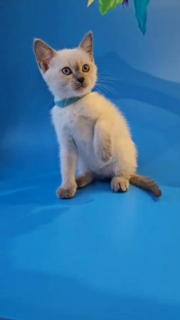 Тайский котик Filbert Gamlet, блю пойнт, 1 месяц 25 дней