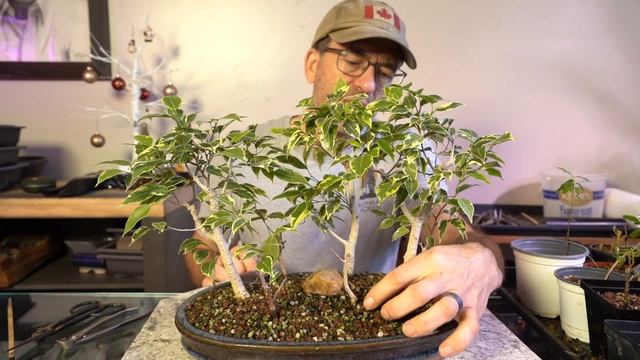 Winter Tropical Work: Dave's Bonsai E161 смотреть онлайн