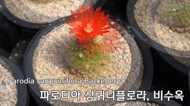 선인장 종류 다육이 키우기 김남조의 산정호수 다육이 농장 선인장 꽃 смотреть онлайн