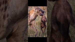 Жестокие убийцы и канибалы - ГИЕНЫ