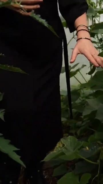 Ogórki pod folią | Natalia Sosin Krosnowska смотреть онлайн