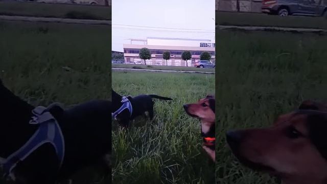#доксли #собаки #ставрополь