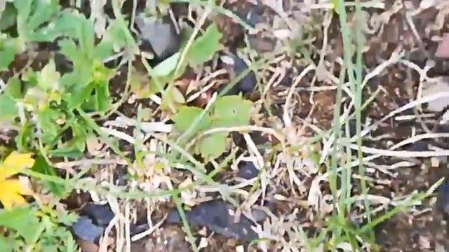 Божья коровка, полети на небо... смотреть онлайн