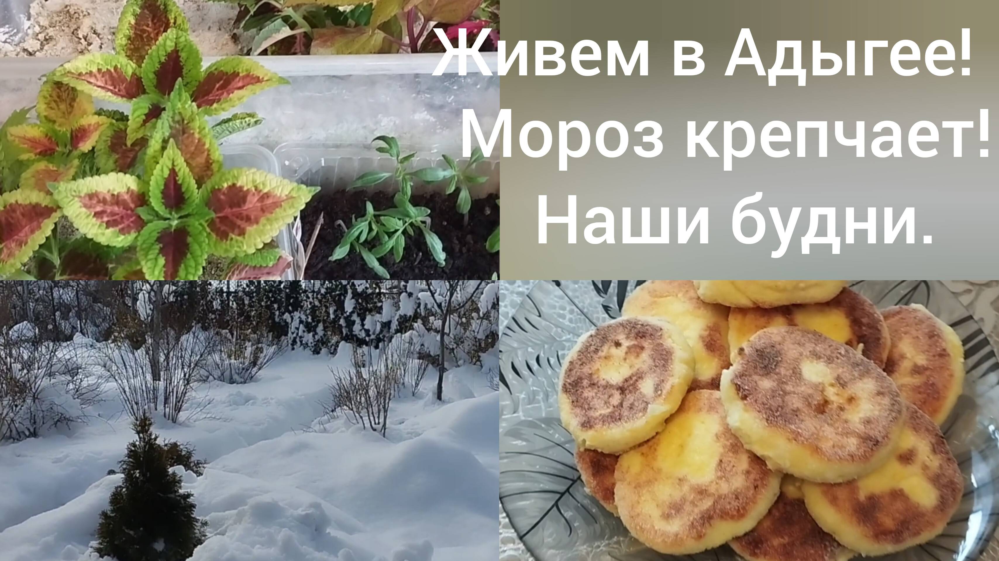Переехали в Адыгею/В Гиагинской мороз крепчает 21 февраля/Пересаживаю колеусы/Вкусные сырники/