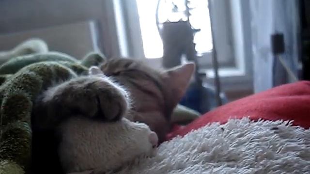 Прикол про кошку =) смотреть онлайн