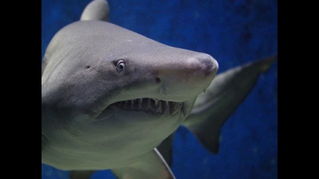 megalodon, le monstre . Le plus grand requin connu de l'histoire, Otodus megalodon, смотреть онлайн