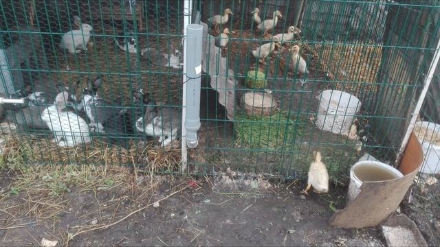 Кочевники никого не захватывали смотреть онлайн