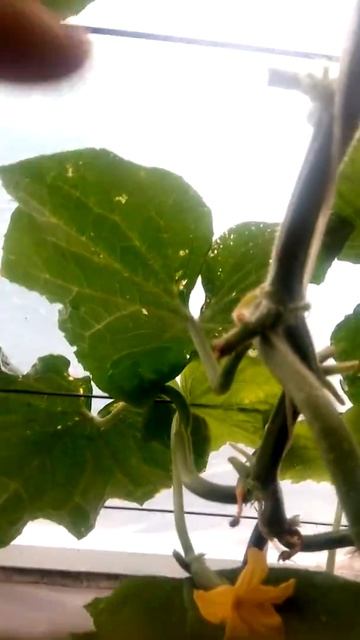 Огурец Пасалимо. Сколько он может дать плодов? 150 шт точно))) смотреть онлайн