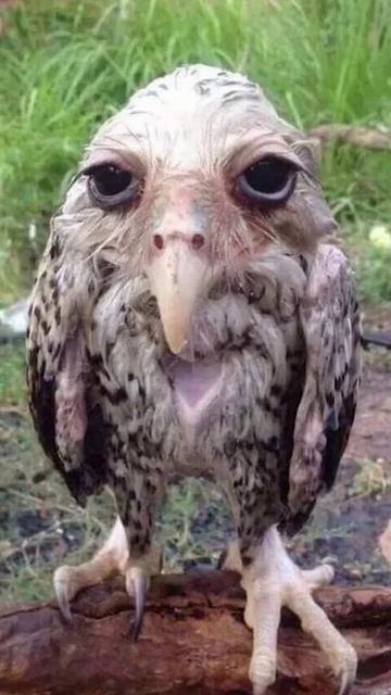 #это шо за бедолага смотреть онлайн