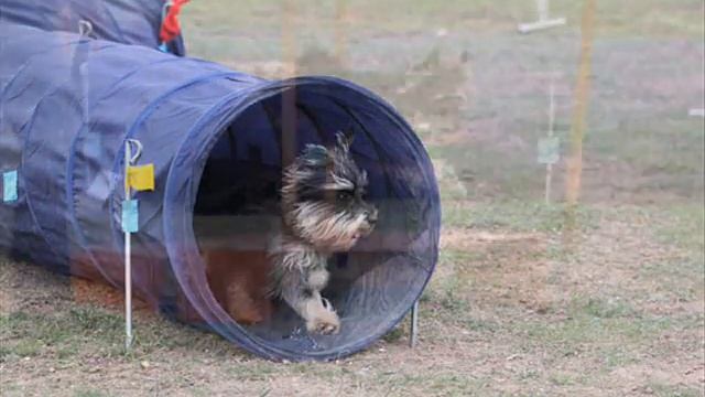 Аджилити Ник смотреть онлайн