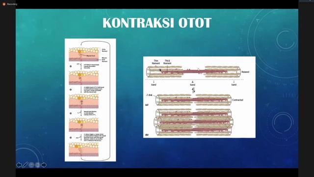 Biokimia Otot, Tulang, dan matriks ekstraseluler смотреть онлайн