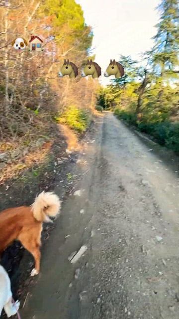 Не совсем снежная Даль, ну и кони сотвествуюшие #ковчегялта #возьмидругаизприюта #прикол 😆 смотреть онлайн