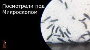 Снежные Блохи в Самарской области