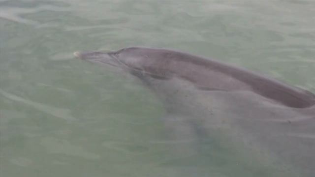 Discover the Hidden Gems: Top 5 Dolphin Viewing Spots