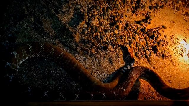 Даже гремучая змея отзывается на душевную доброту 🎧 глубокая медитация под шаманский напев 🎧 Oracle смотреть онлайн