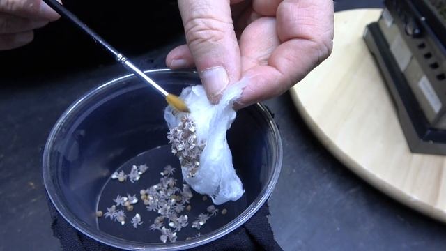 Avicularia avicularia , Guyana Pinktoe successfull egg sac removal and Sabah blue sling report смотреть онлайн