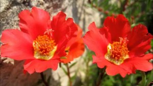 Музыка для души - Омар Акрам (Omar Akram)