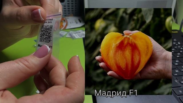 Найкращі гібриди томатів від світових селекціонерів