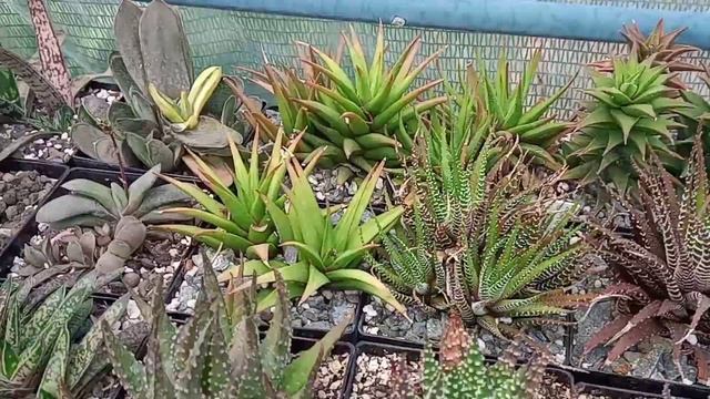 Lithops & Haworthia collection 2021. смотреть онлайн