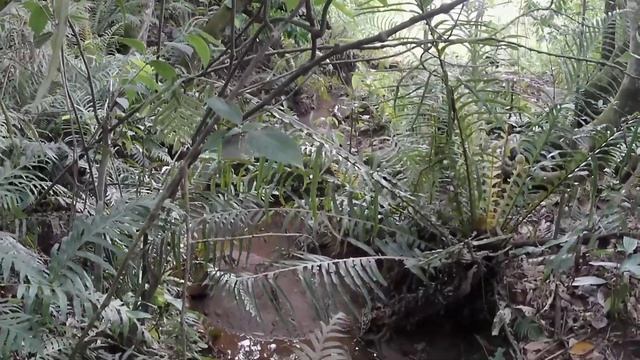 FINAL DE SEMANA VIRAN V9 CAN ACTION 4K