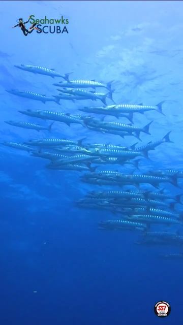 Great Barracuda смотреть онлайн
