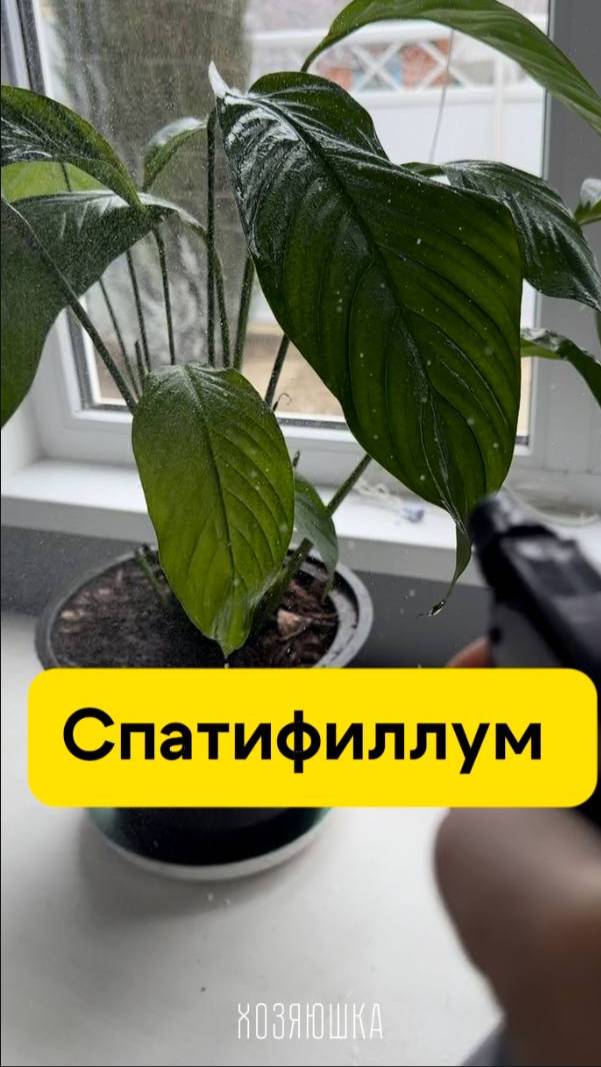 Как спасти женское счастье. Спатифиллум. смотреть онлайн