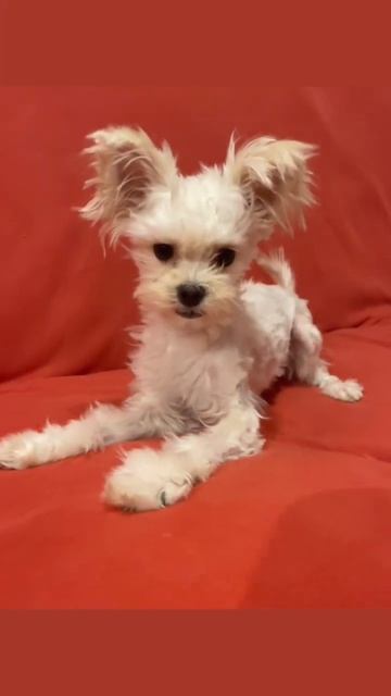 Когда хозяйка ещё и грумер, зашибись 🥴 смотреть онлайн