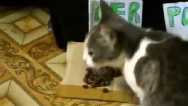 германия португалия (GER-POR) смотреть онлайн