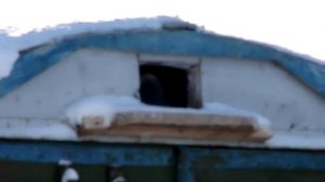 В такую погоду голуби даже нос на улицу не высовывают!