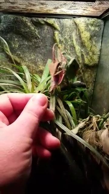 Атака хамелеона Хосе смотреть онлайн