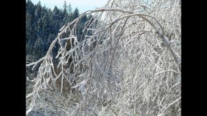 Любите природу (песня)