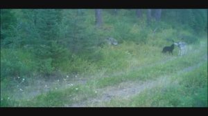 ВОЛКИ МЕДВЕДИ ФОТОЛОВУШКА В ЛЕСУ