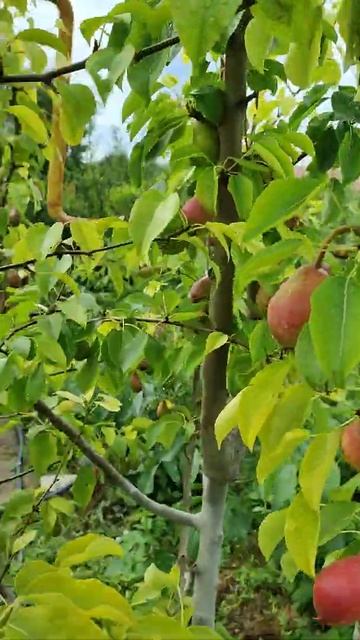 Груша много-сортовая. смотреть онлайн