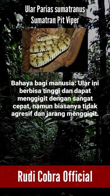 Ular Parias sumatranus Sumatran Pit Viper shorts youtubeshorts