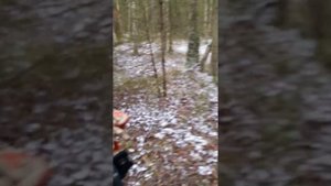 Засидка на кабана.И копейка с дороги.