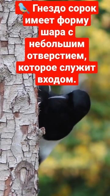 Гнездо сорок имеет форму шара с небольшим отверстием, которое служит входом. смотреть онлайн