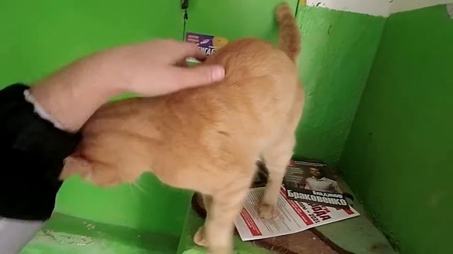 Котопозитив: разговорчивый мурчащий рыжик