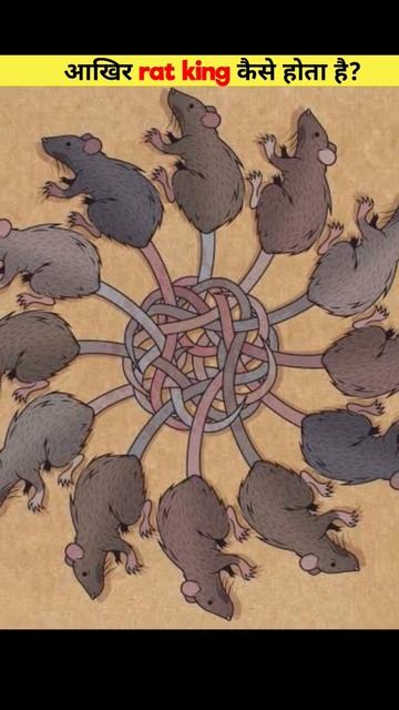 WHAT DOES A RAT KING HAPPEN смотреть онлайн