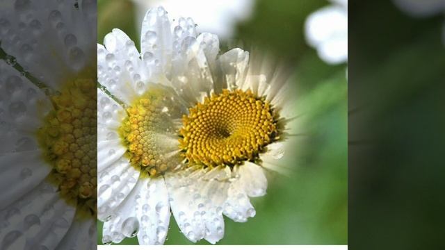 Белые ромашки *Сергей Одинцов * смотреть онлайн