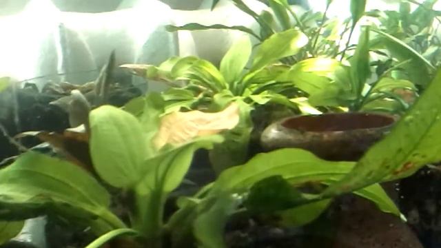 Чёрная скалярка. смотреть онлайн